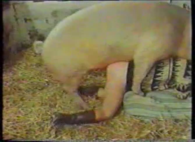 Video :Pig dick fucking a kinky slut in pig porno